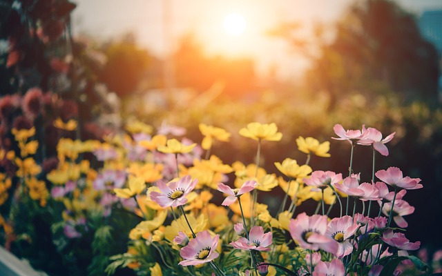 6 způsobů, jak zlepšit a vylepšit vaši zahradu