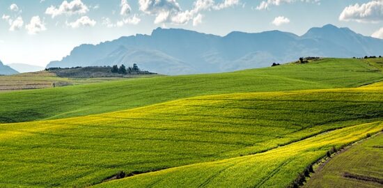 Pěstování zeleniny: Nejlepší rady a tipy