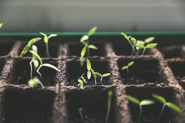 Zahradničení: Rady a tipy pro úspěšnou péči o rostliny