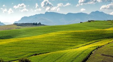 Pěstování zeleniny – návody pro začátečníky