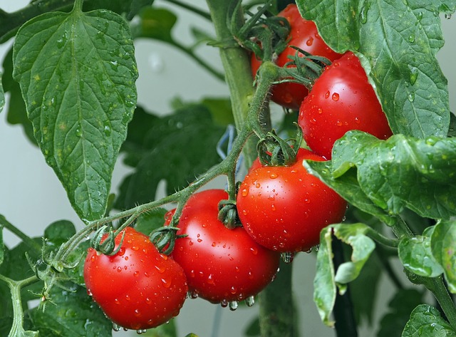 Jak úspěšně pěstovat rajčata přímo na balkoně
