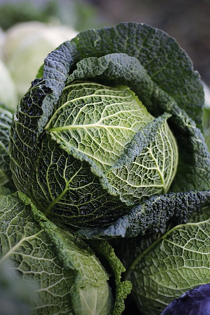 Pěstování zeleniny: Rady a tipy pro úspěšné sázení