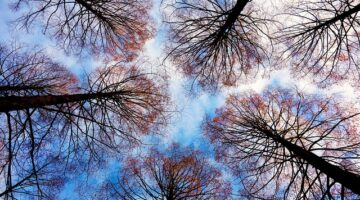 Jak rozpoznat stromy podle tvaru listů a kůry